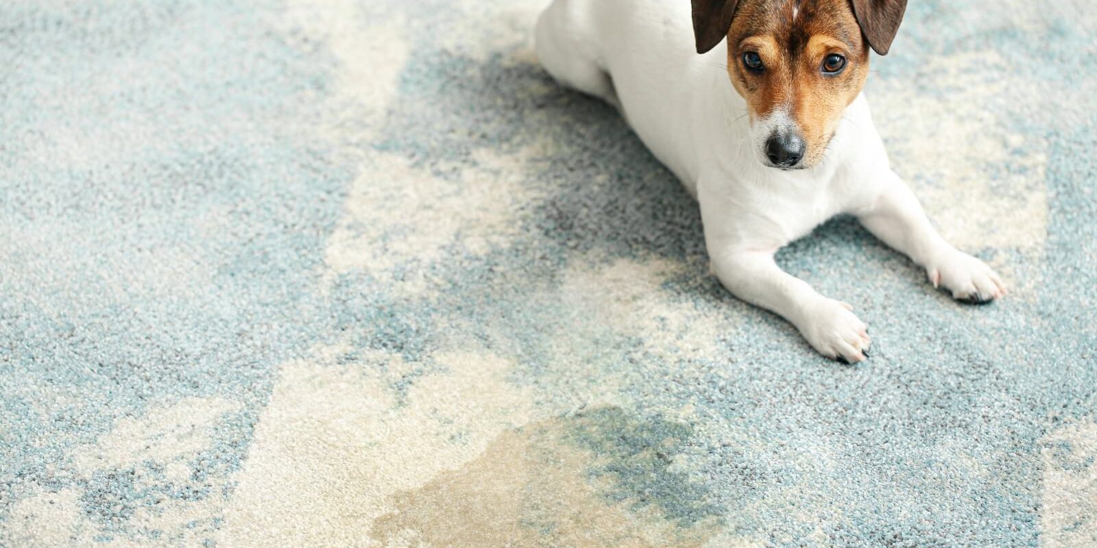 pet-stain-removal-service