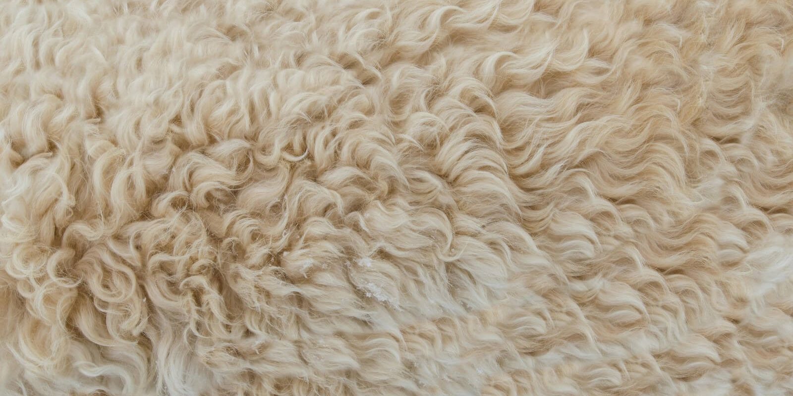 rug-cleaning-2